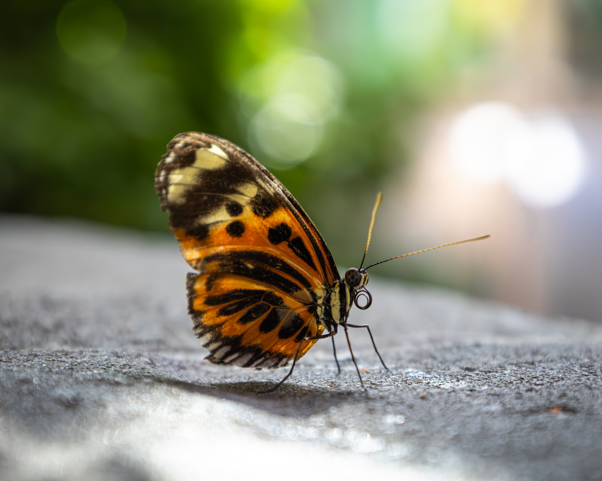 Butterfly resting on a stone