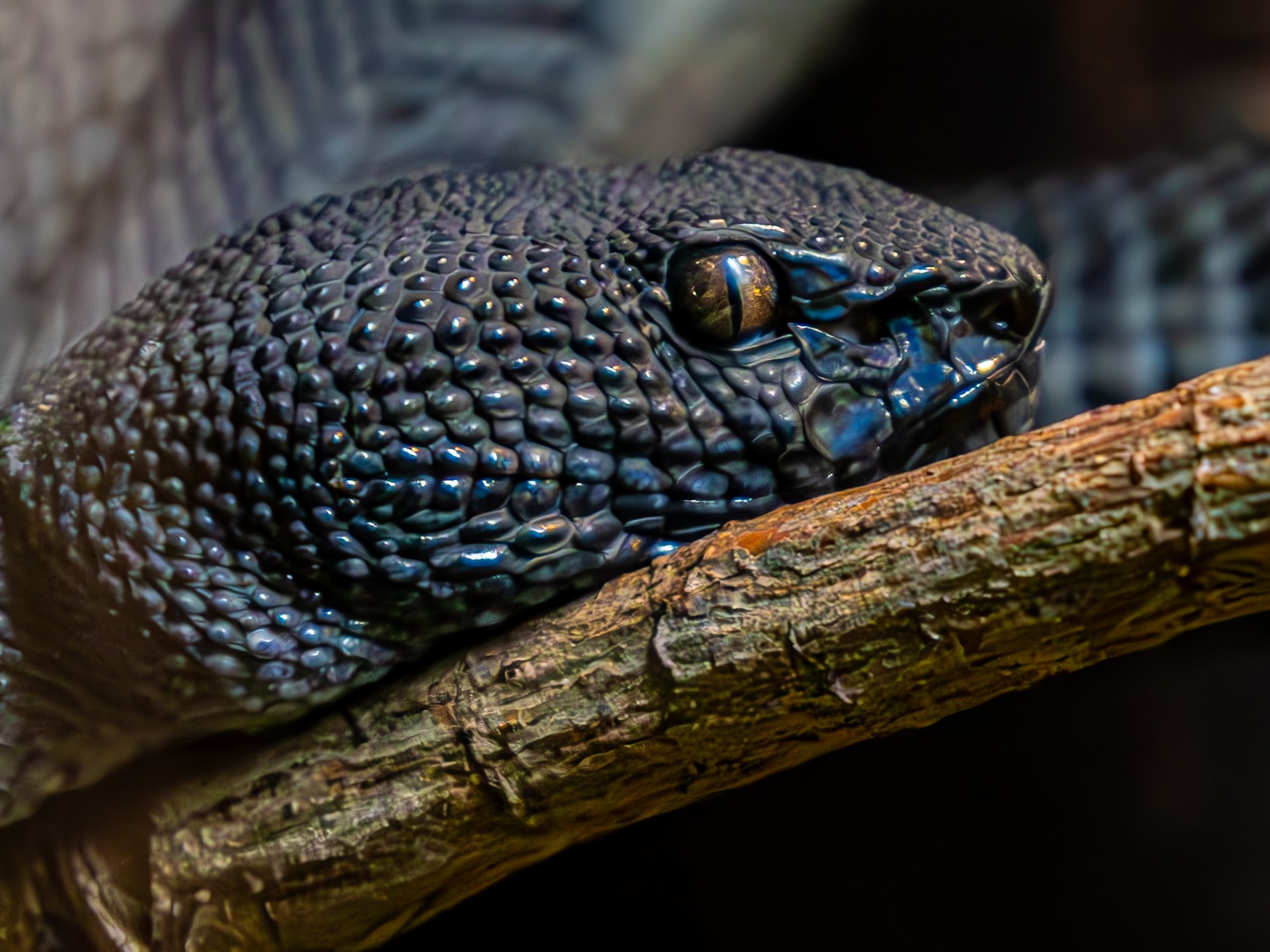 Dark snake resting on a branch