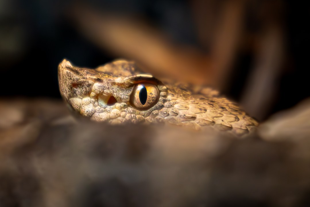 Snake in warm light