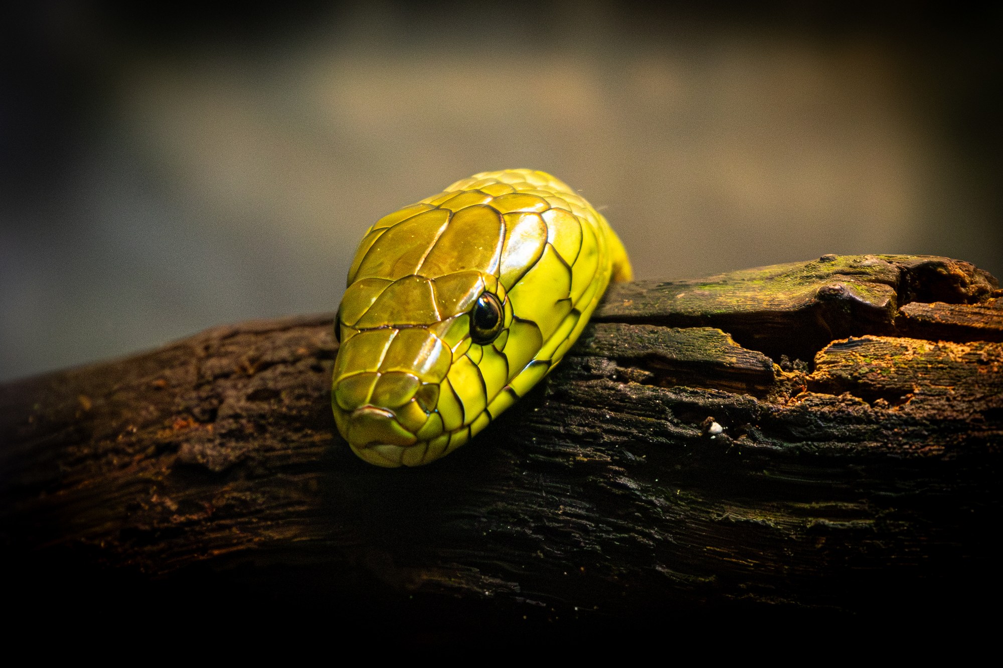 Yellow snake on a branch