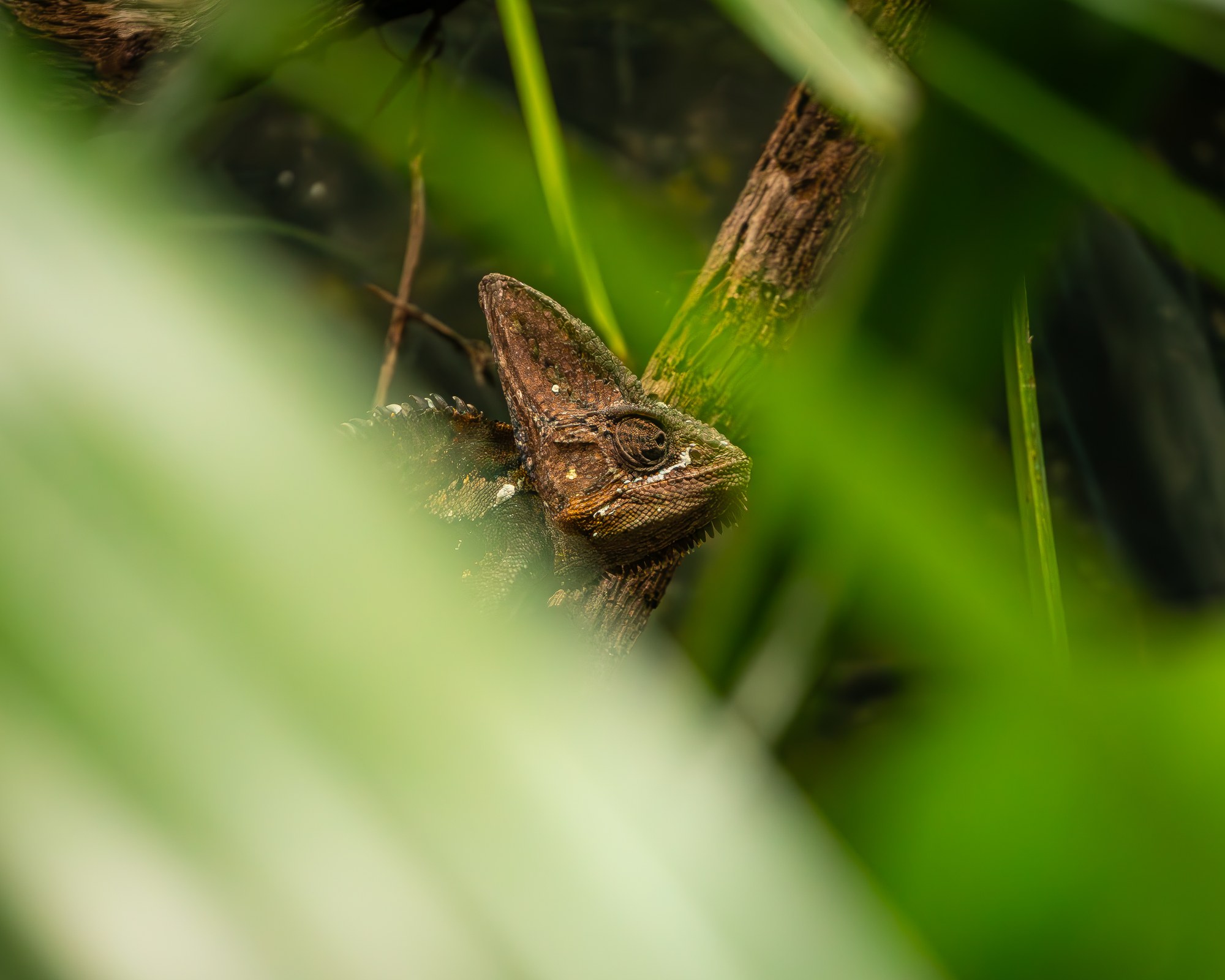 Small creature among leaves