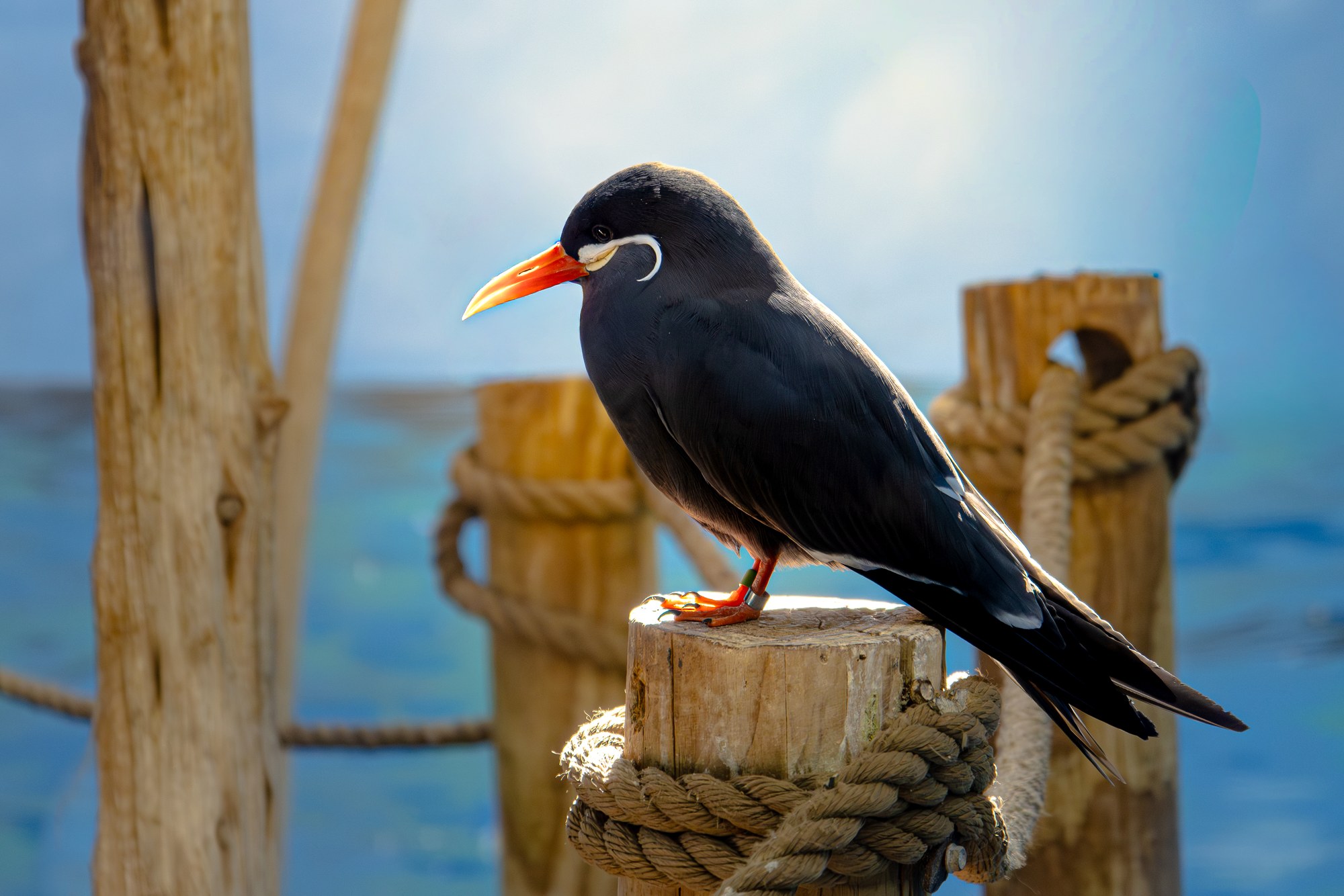 Black bird by the water