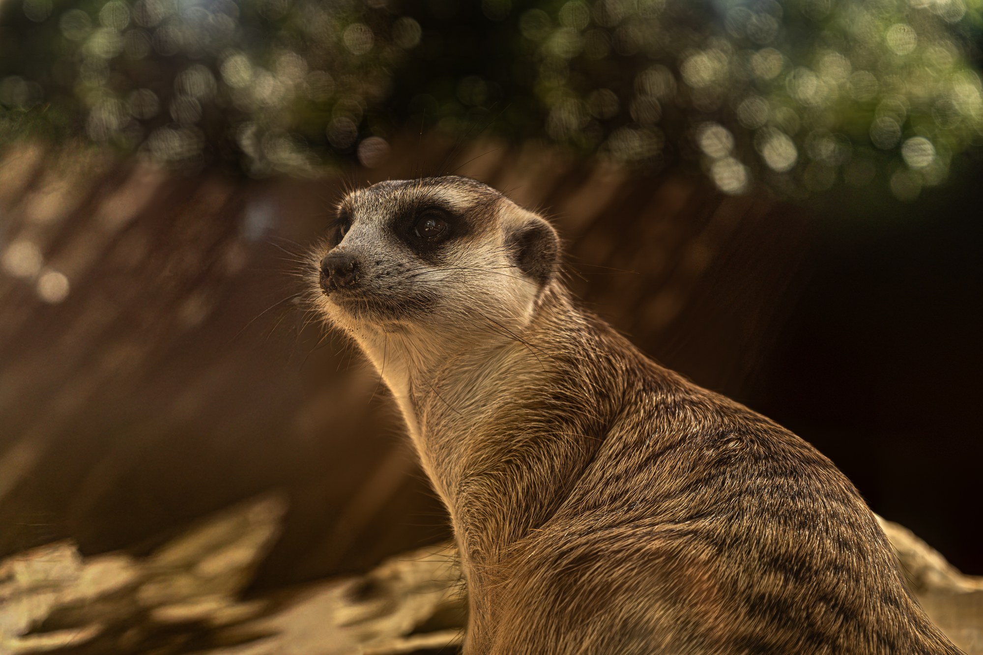 Meerkat in soft light