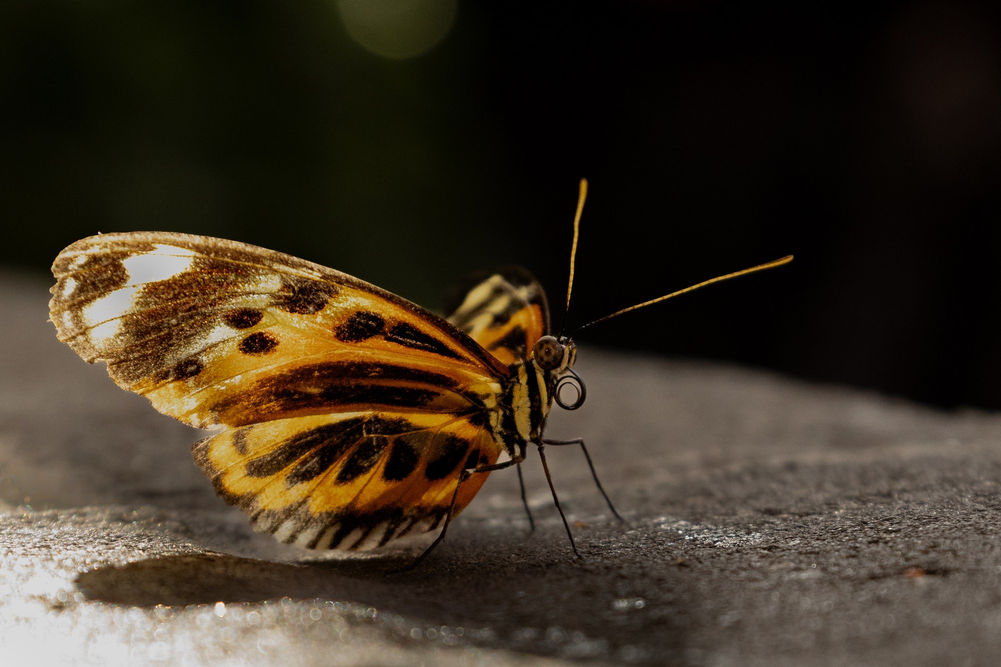 Butterfly on a stone