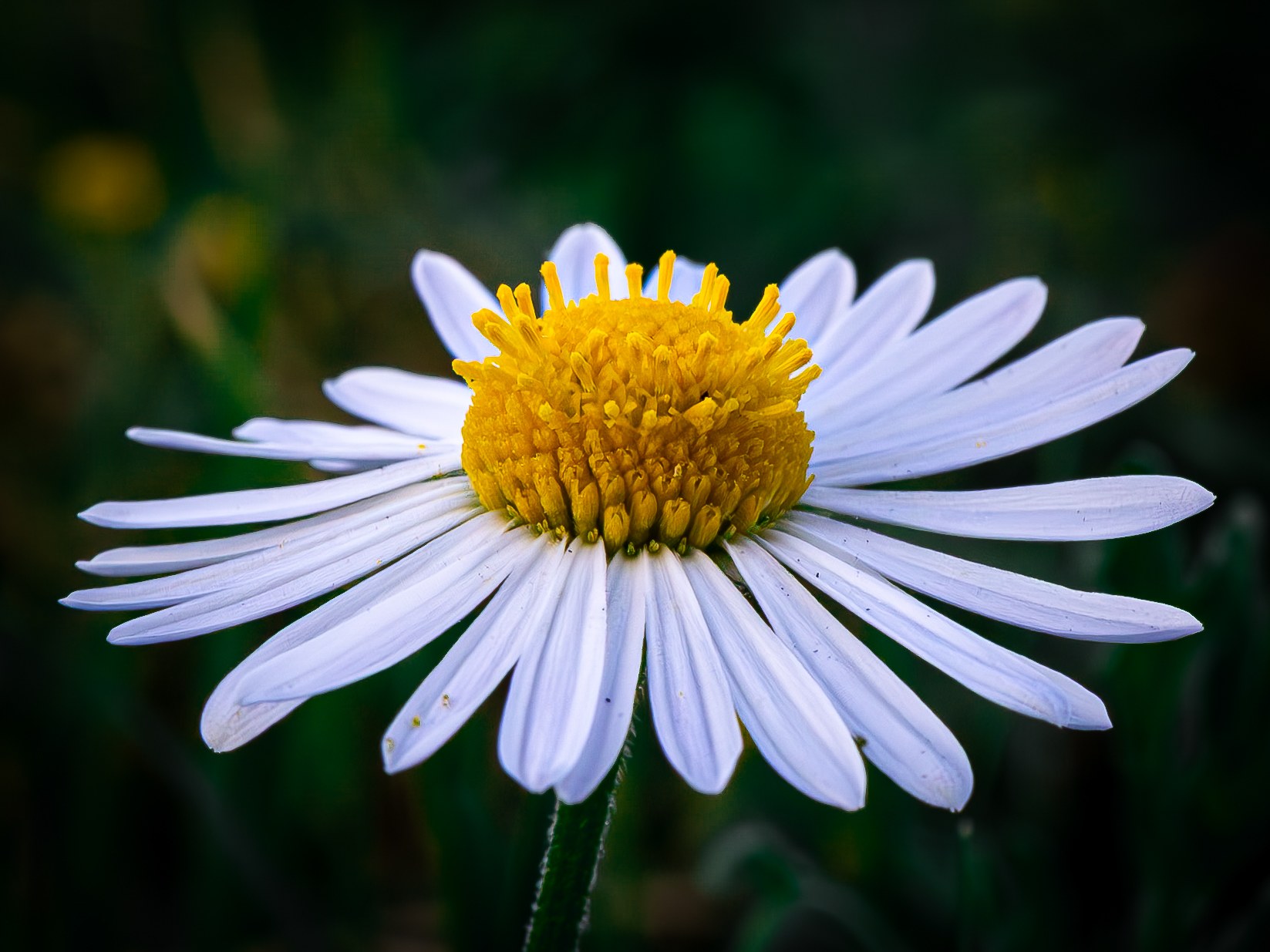 White wildflower against a dark green background