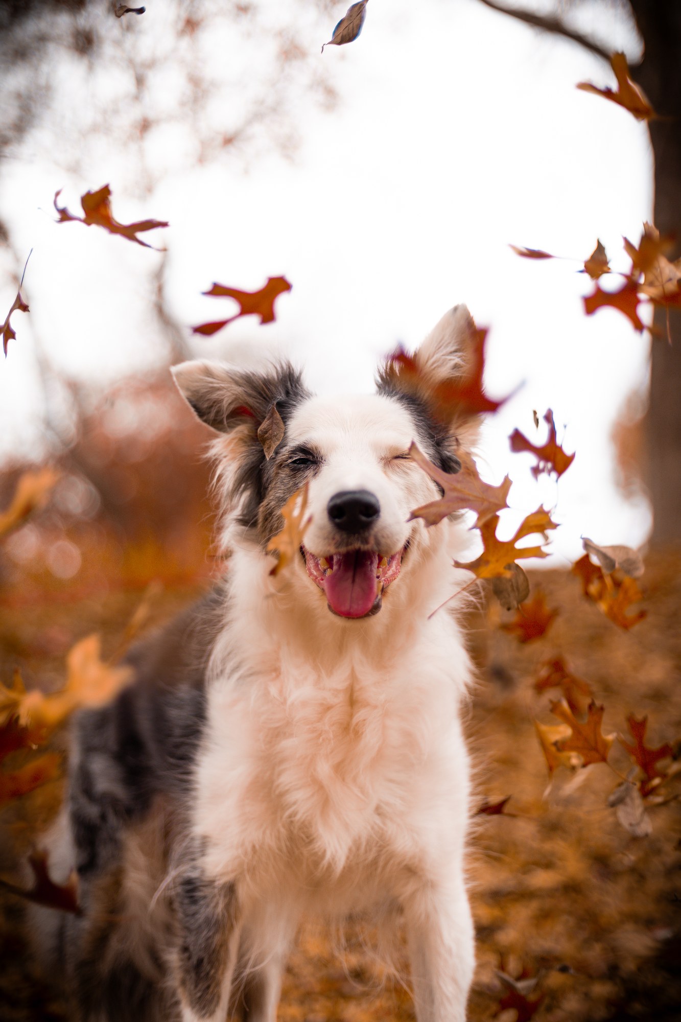 Dog running through autumn leaves