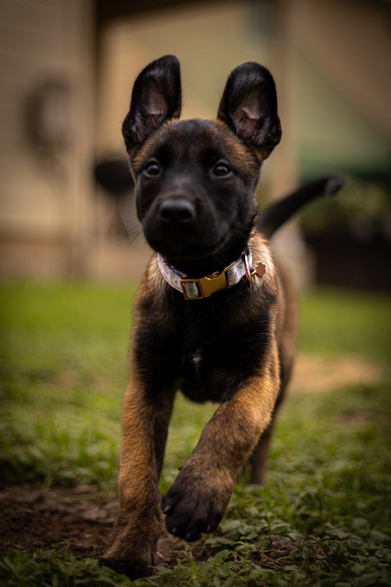 Belgian Malinois puppy running