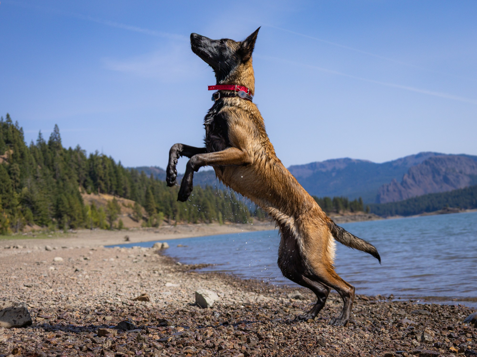Dog playing beside a lake