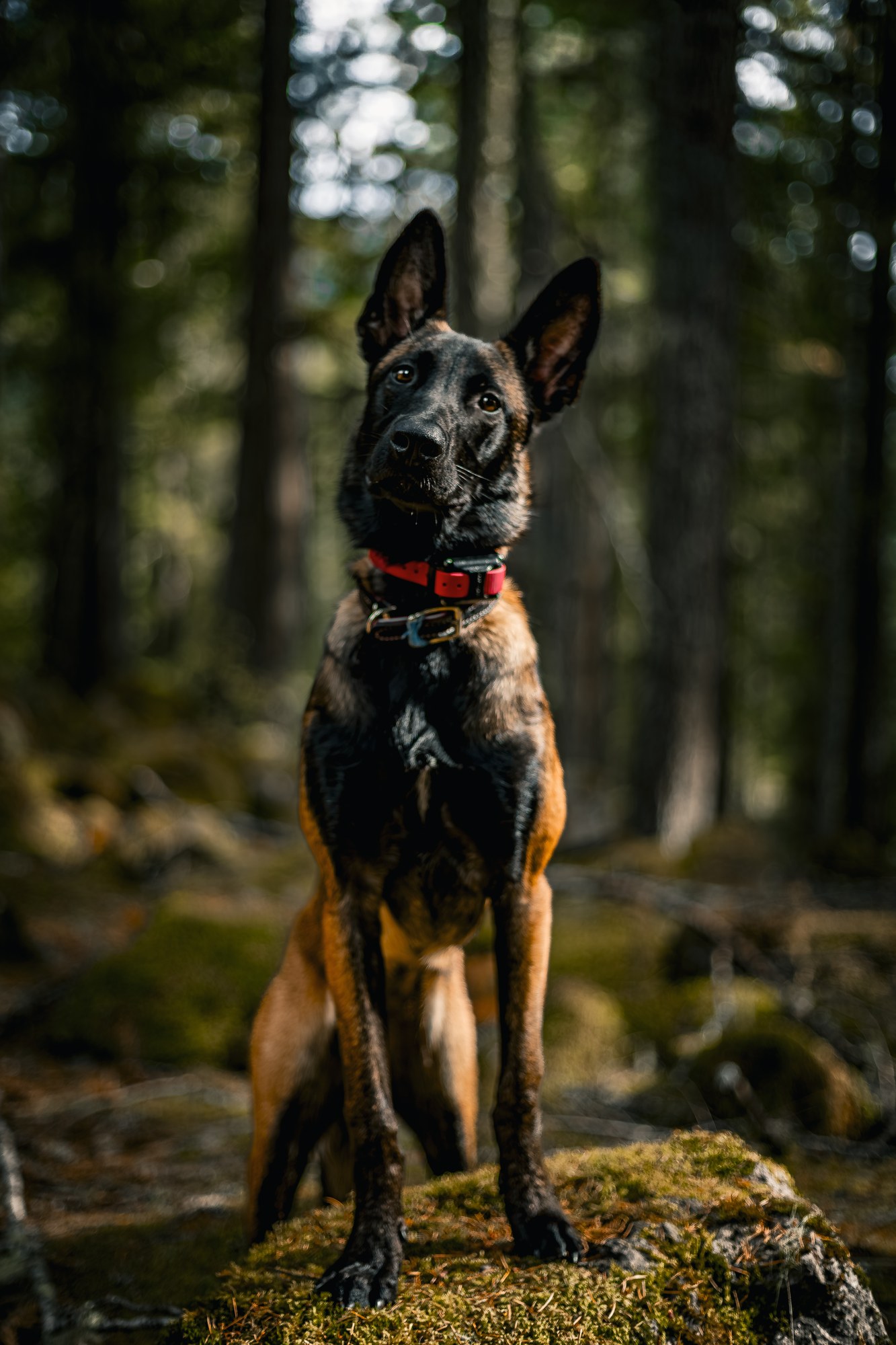 Belgian Malinois sitting in the woods
