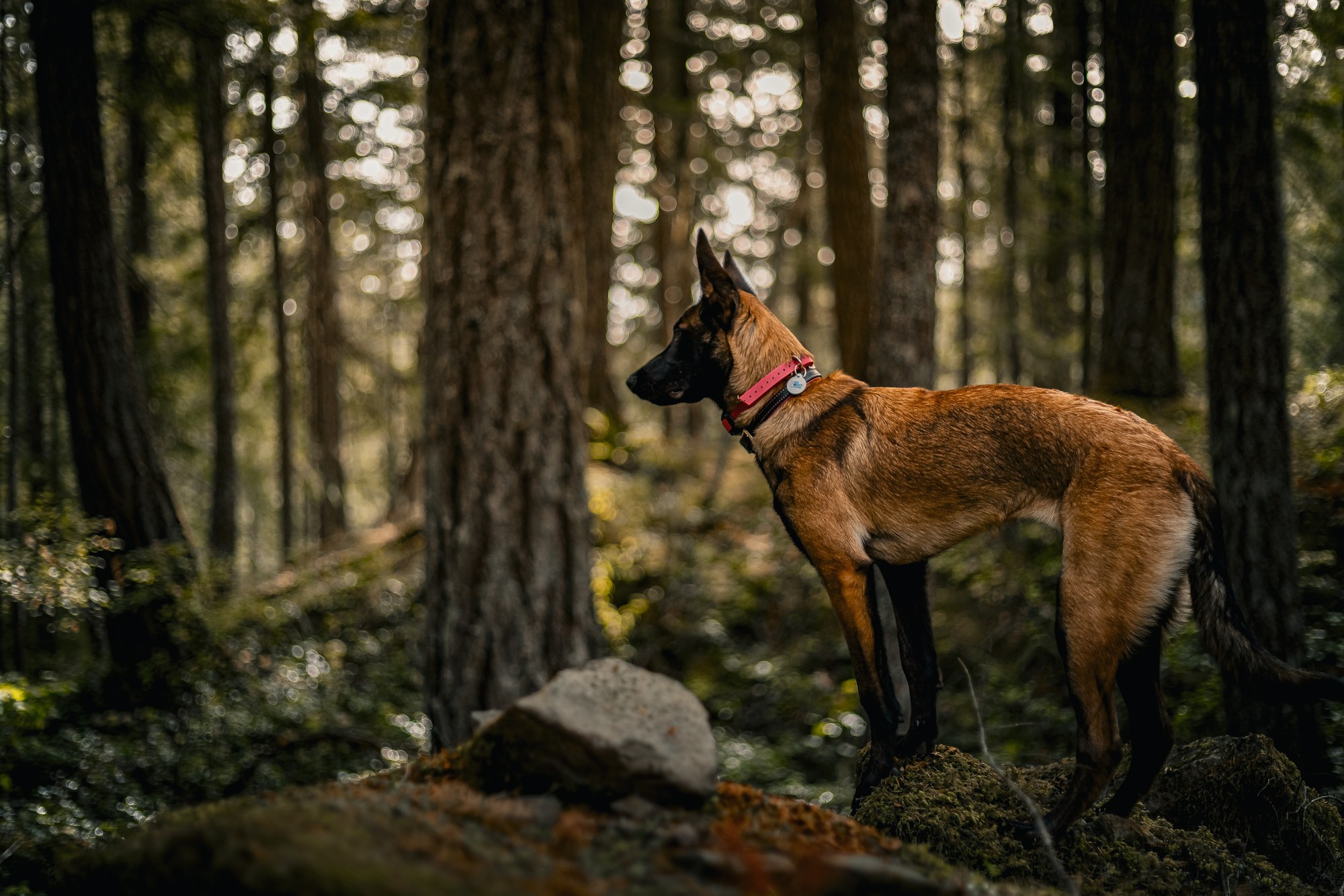 Dog standing in a sunlit forest