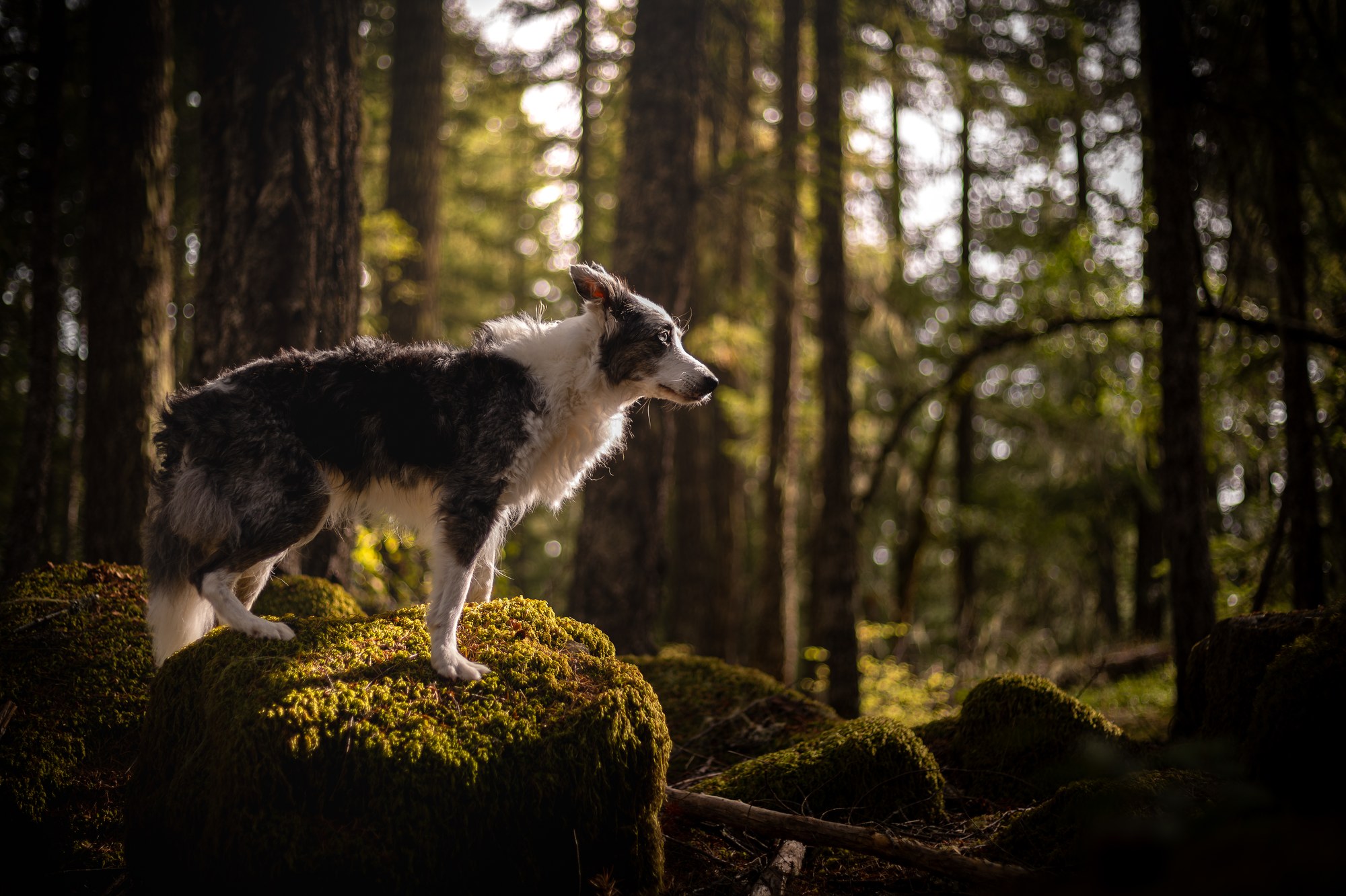 Dog standing on a mossy log