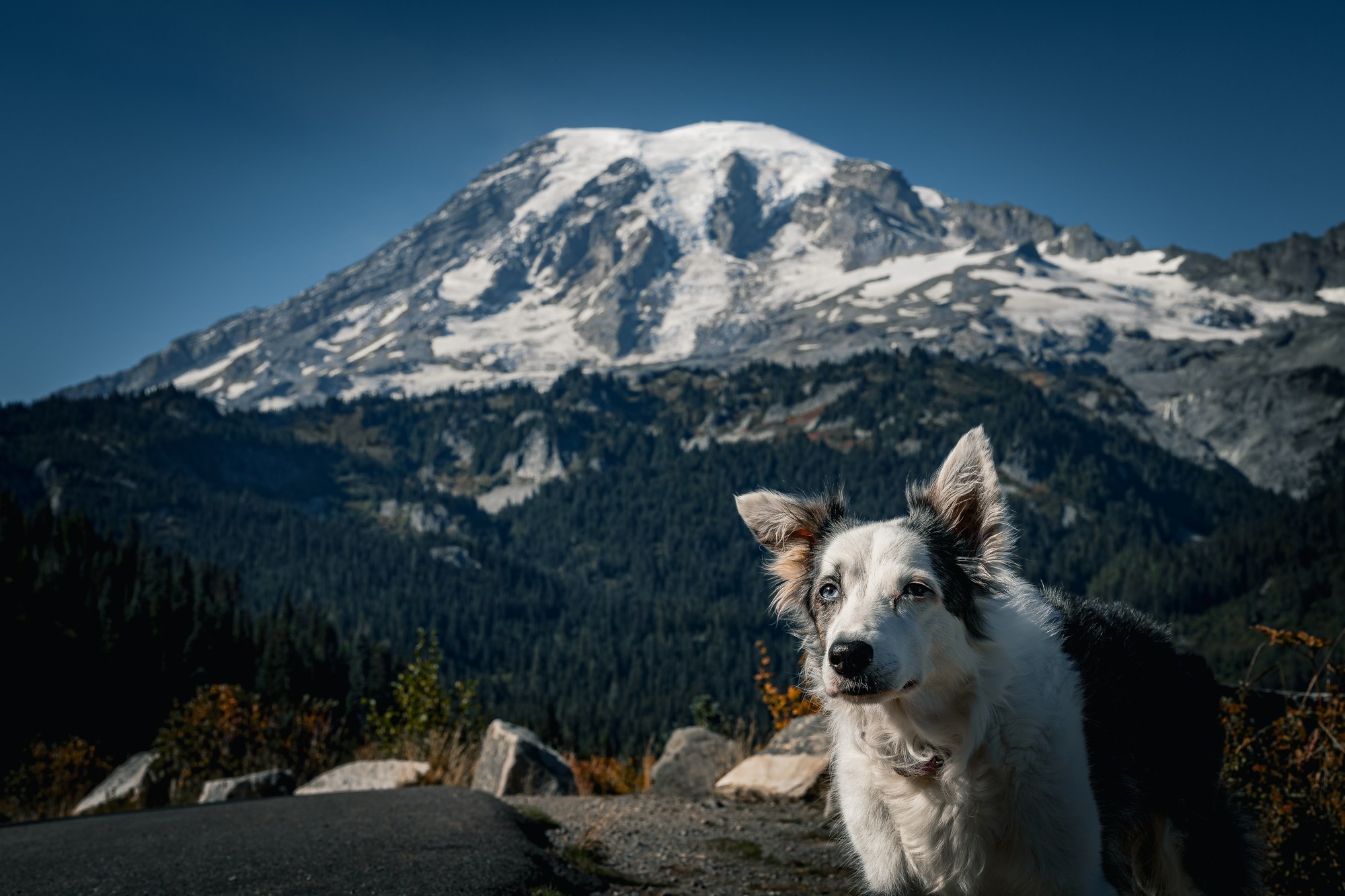 Border Collie with mountain backdrop