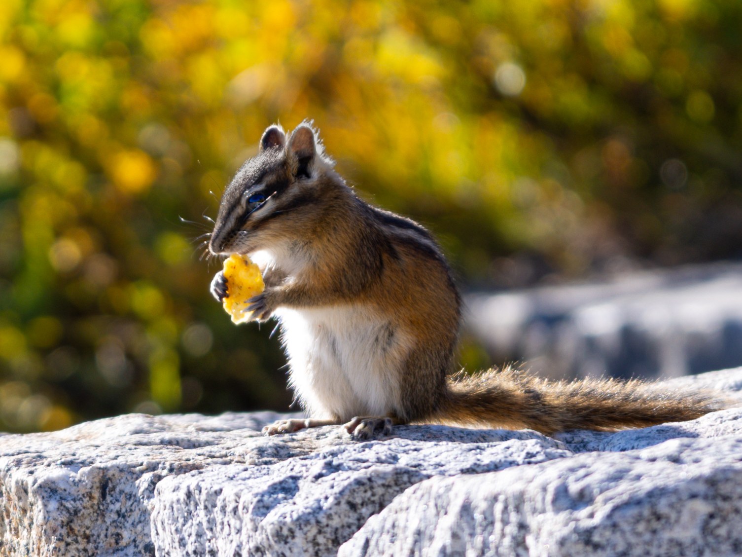 Chipmunk on a stone